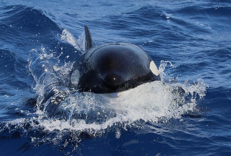 西澳州布雷默峽谷自然憲章的殺人鯨©自然憲章