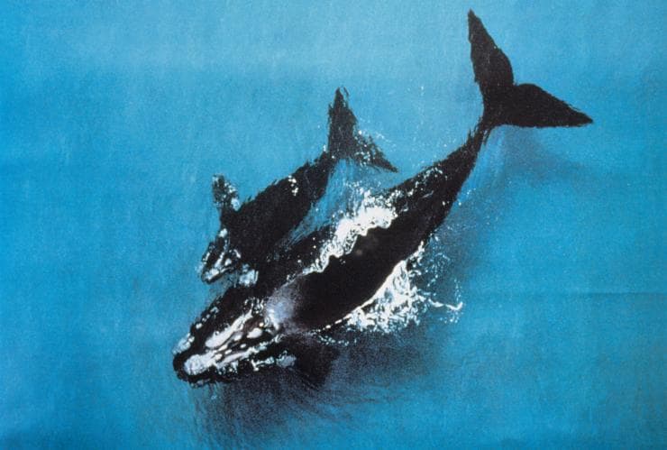 在維多利亞州瓦南布爾的鯨魚© 維多利亞州旅遊局