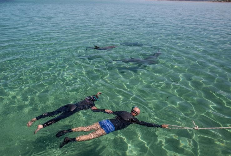 南澳州袋鼠島的袋鼠島海洋冒險©澳洲旅遊局