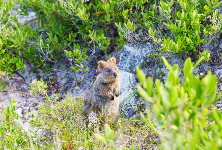 一隻位於西澳州羅特尼斯島的短尾矮袋鼠從樹下草叢中伸出頭來©羅特內斯特島管理局酒店