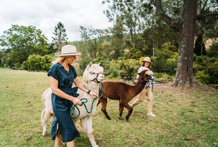 在Mountview羊駝農場牽著羊駝散步© Tourism and Events Queensland