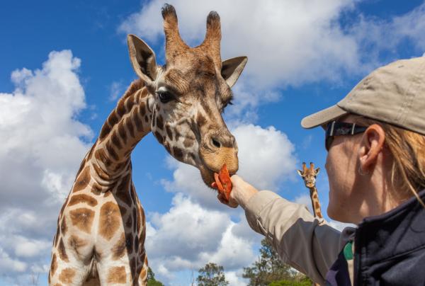 華勒比開放式野生動物園 © Visit Victoria