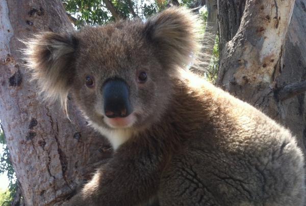 於樹熊徑一睹樹熊的日常活動