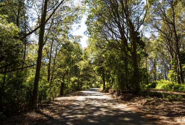 Grand Ridge Road 浴途風景如畫