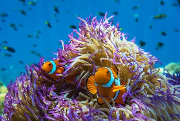 昆士蘭州弗蘭克蘭群島的海葵和小丑魚©Phil Warring