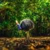 昆士蘭州戴恩樹雨林中的鶴鴕©昆士蘭旅遊及活動推廣局