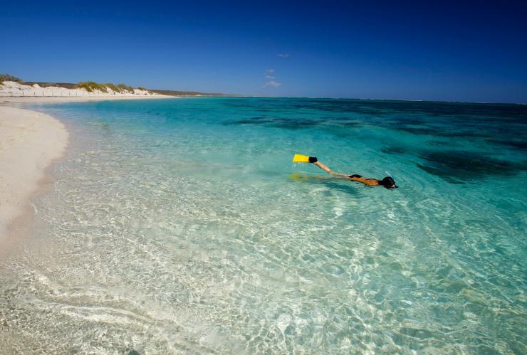 在西澳州寧格魯珊瑚礁綠松石灣浮潛©澳洲珊瑚海岸