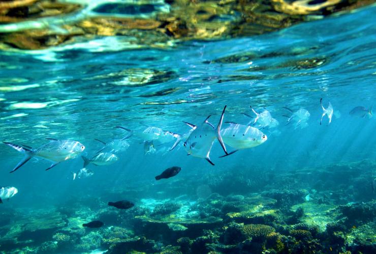 西澳州寧格魯珊瑚礁©澳洲珊瑚海岸