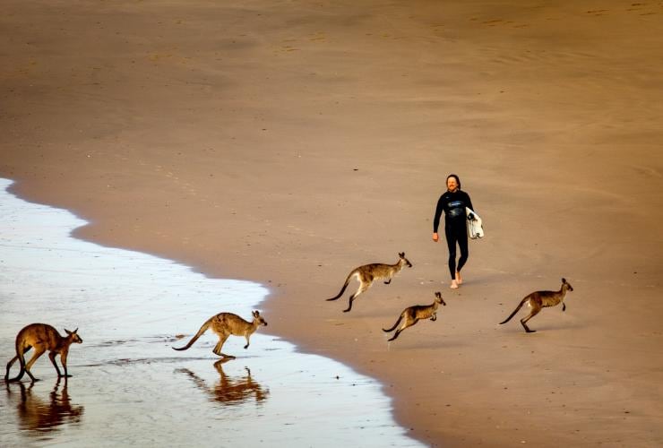 新南威爾士州科夫斯海岸的翡翠海灘©ST Surf Images