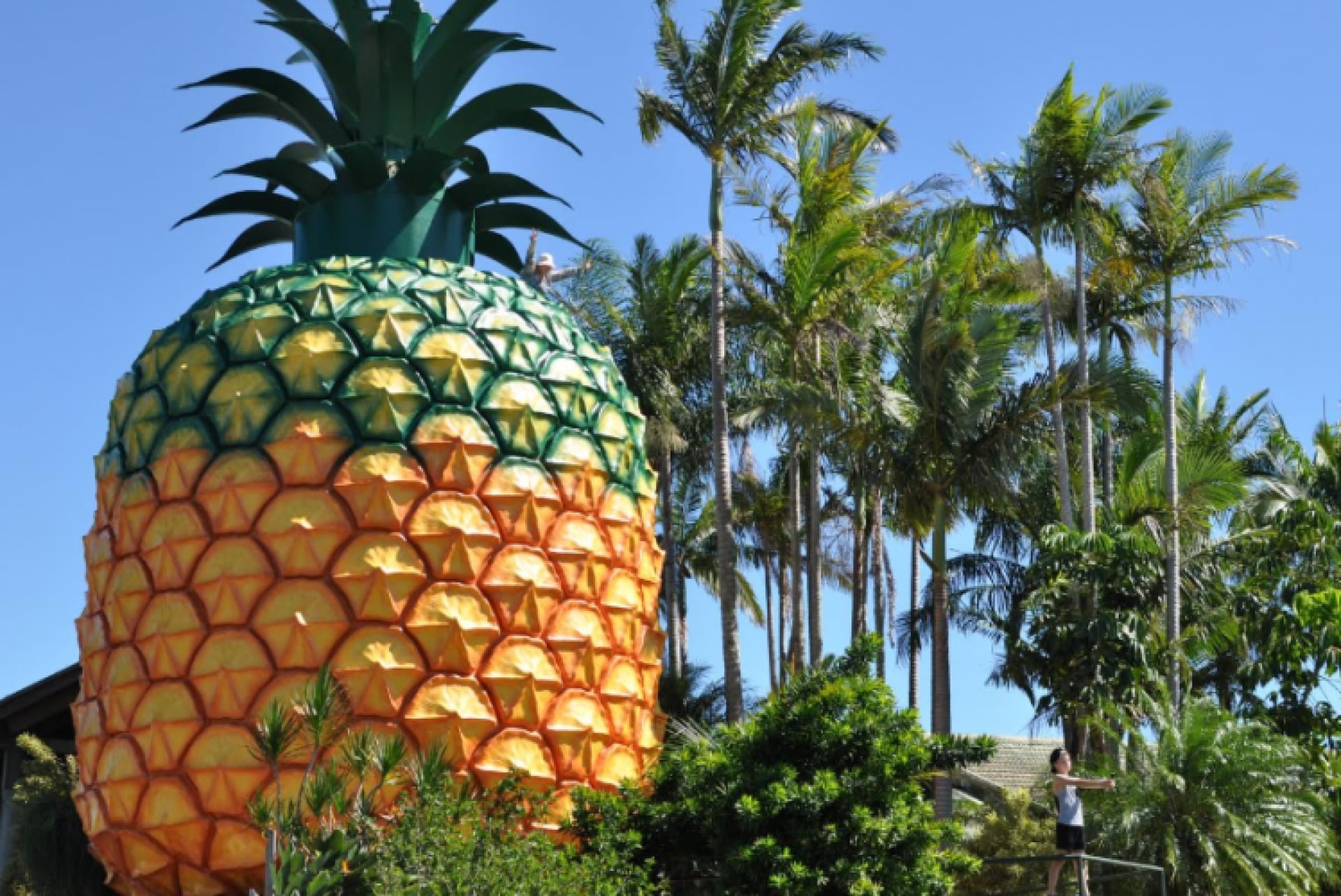 昆士蘭州陽光海岸（Sunshine Coast）烏姆拜（Woombye）的大菠蘿©Visit Sunshine Coast