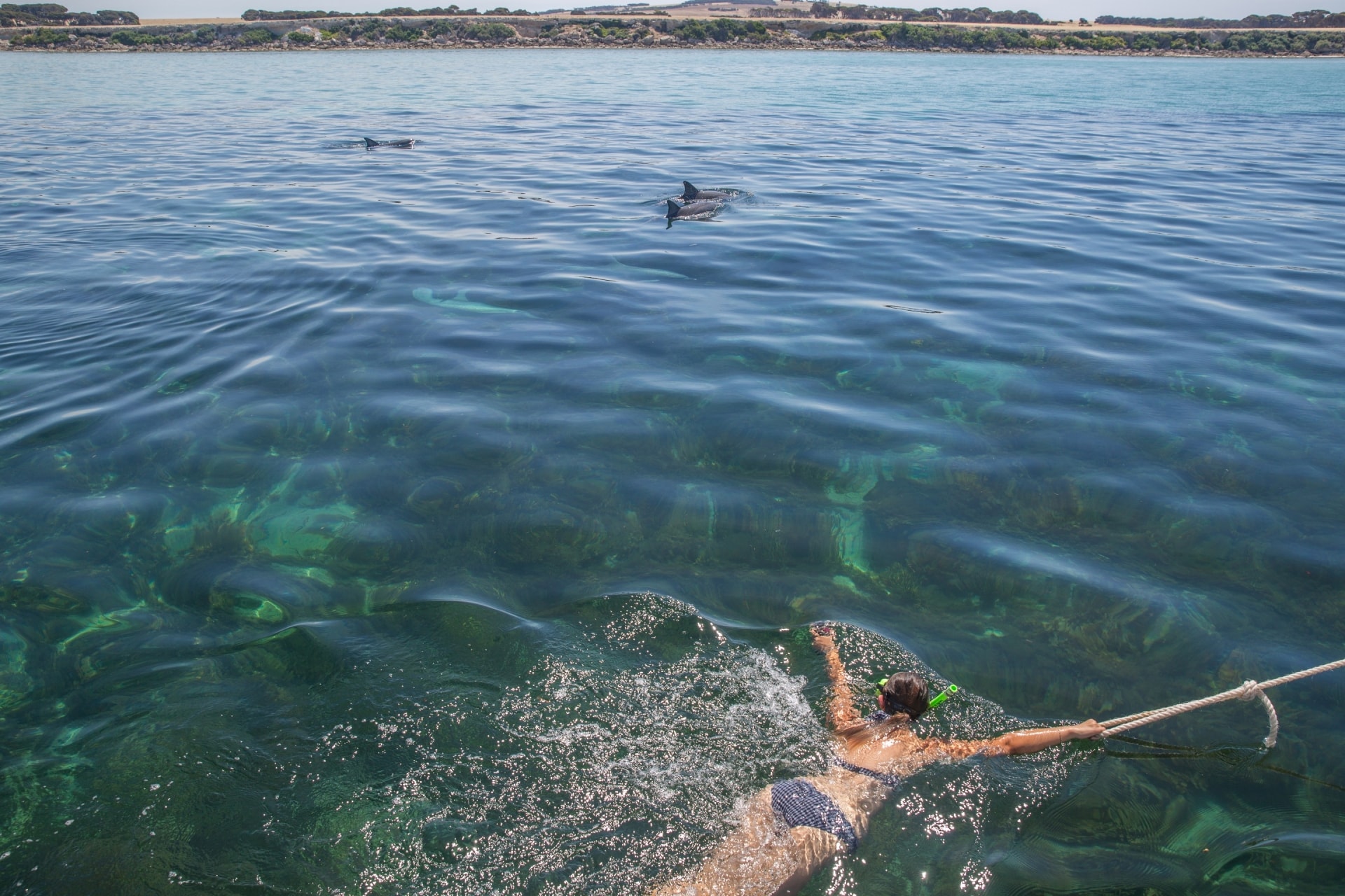 跟著南澳州袋鼠島的袋鼠島海洋冒險（Kangaroo Island Marine Adventures）觀賞海豚©澳洲旅遊局