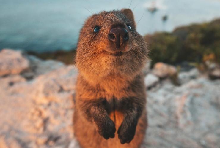 西澳州羅特尼斯島的短尾矮袋鼠©James Vodicka