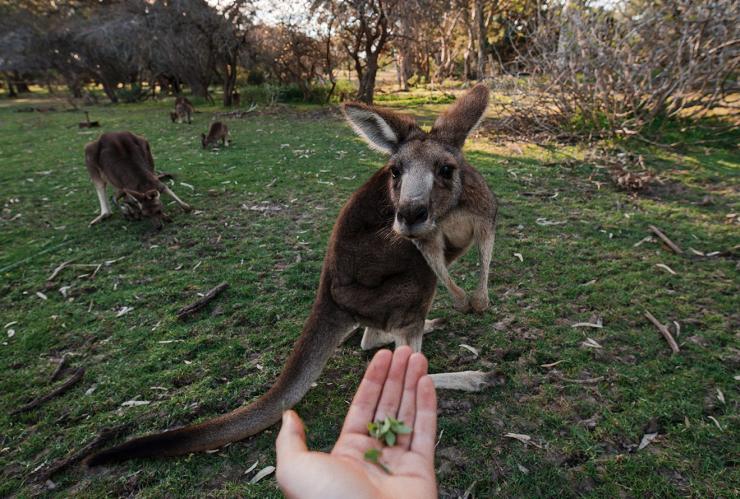 南澳維特港的Urimbirra野生動物公園©澳洲旅遊局