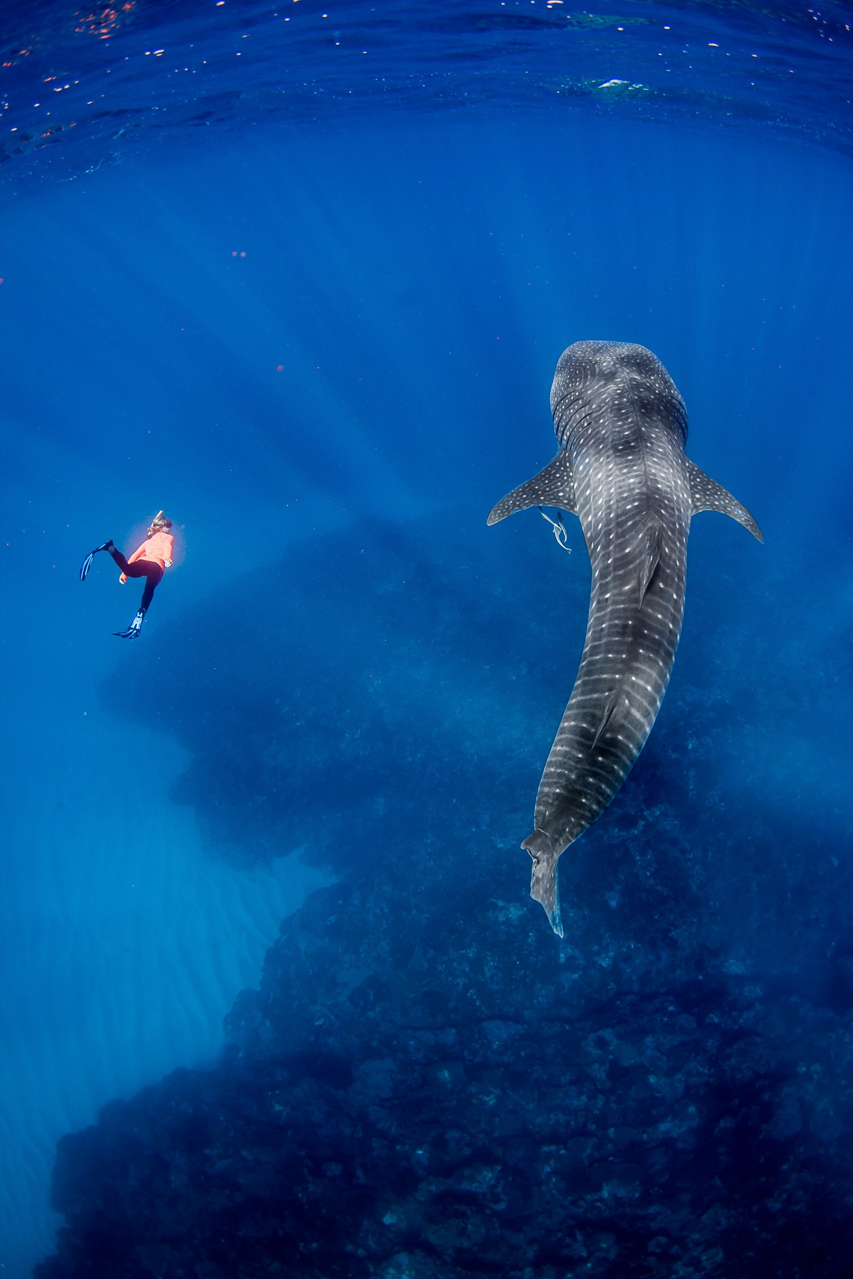 浮潛者在埃克斯茅斯與鯨鯊游泳©Chris Jansen/Live Ningaloo