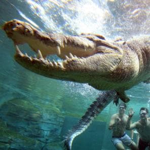 Crocodile encounters at Crocosaurus Cove, Northern Territory © Tourism NT/ Shaana McNaught