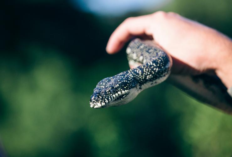 塔龍加動物園的蛇©澳洲旅遊局