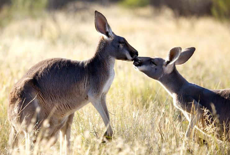 北領地（Northern Territory）愛麗斯泉（Alice Springs）袋鼠保育中心（Kangaroo Sanctuary）©袋鼠保育中心