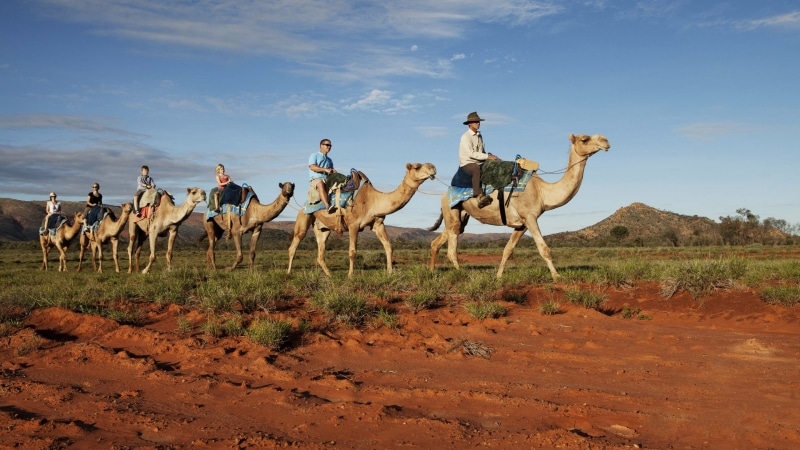 北領地（NT）紅土中心（Red Centre）的騎駱駝之旅©北領地旅遊局