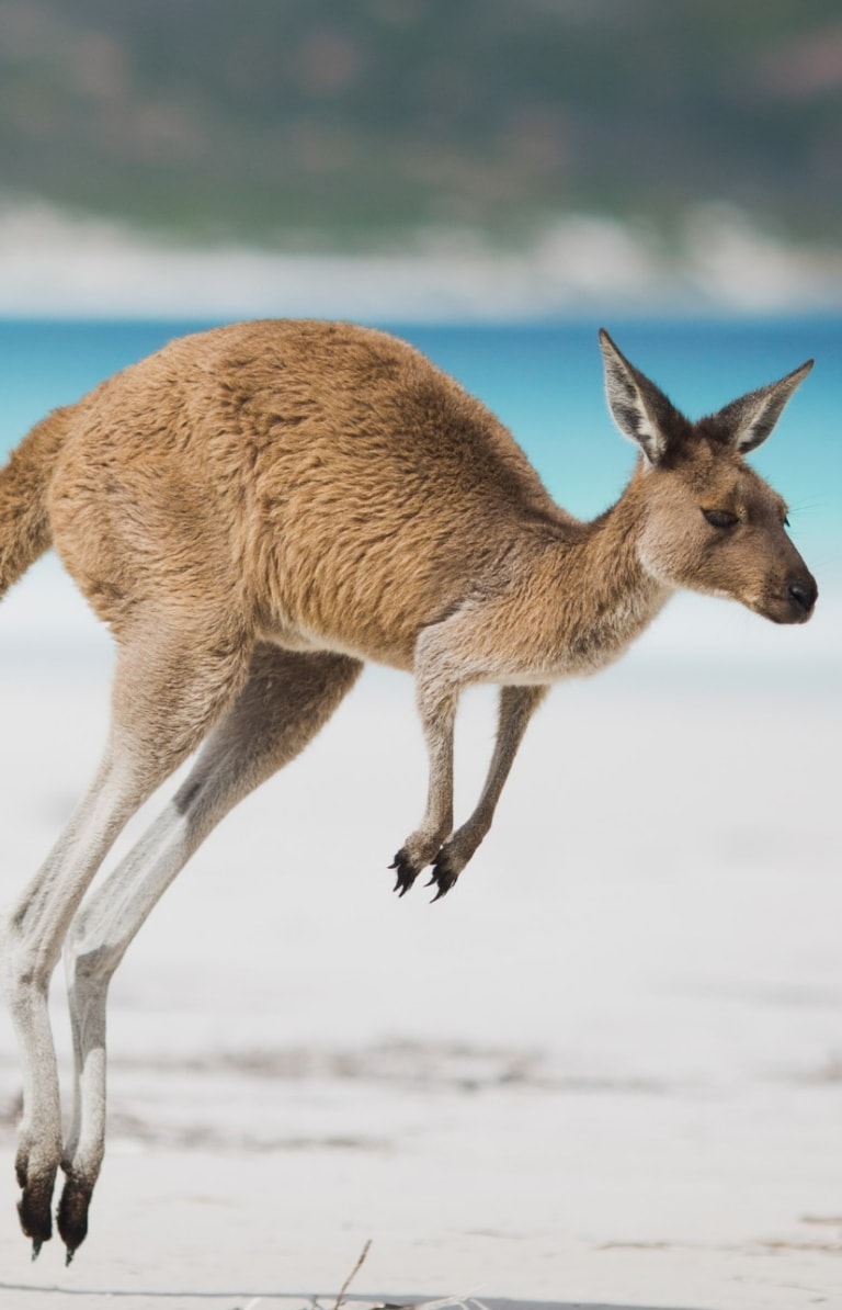 西澳州埃斯佩蘭斯幸運灣的袋鼠©澳洲金色內陸（Australia’s Golden Outback）