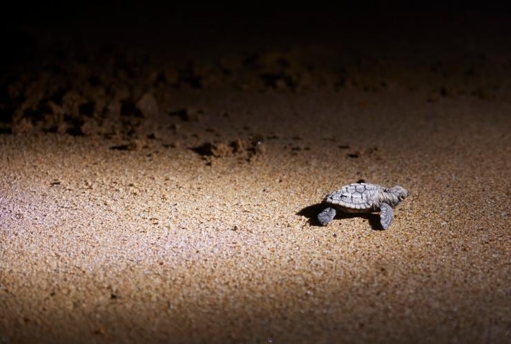 昆士蘭州蒙利普斯蒙利普斯地區公園的海龜©澳洲旅遊局