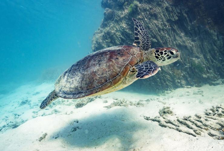 昆士蘭海龍島的海龜©James Vodicka