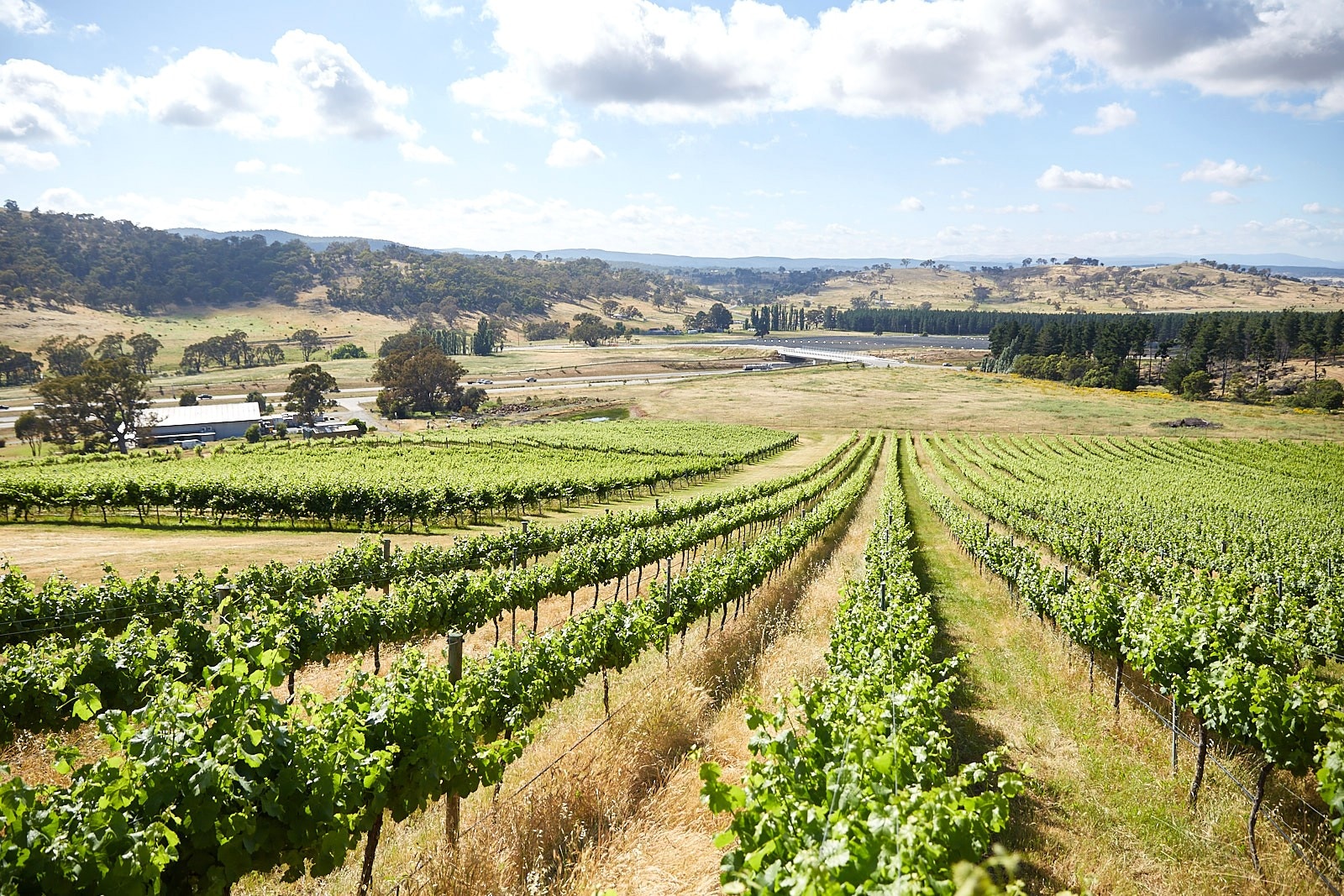 澳洲首都領地坎培拉地區葡萄酒產區（Canberra District Wine Region）©澳洲首都領地旅遊局