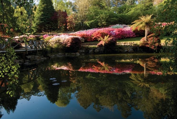 維多利亞奧林達國立杜鵑花花園©Parks Victoria