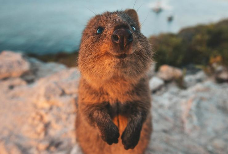 西澳羅特尼斯島的短尾矮袋鼠©James Vodicka