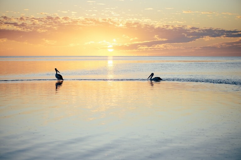 西澳珊瑚海岸猴子米亞©西澳旅遊局