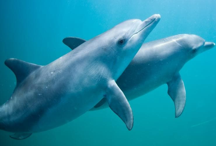 西澳州羅金厄姆的羅金厄姆野生動物巡遊公司的海豚體驗©羅金厄姆野生動物巡遊公司