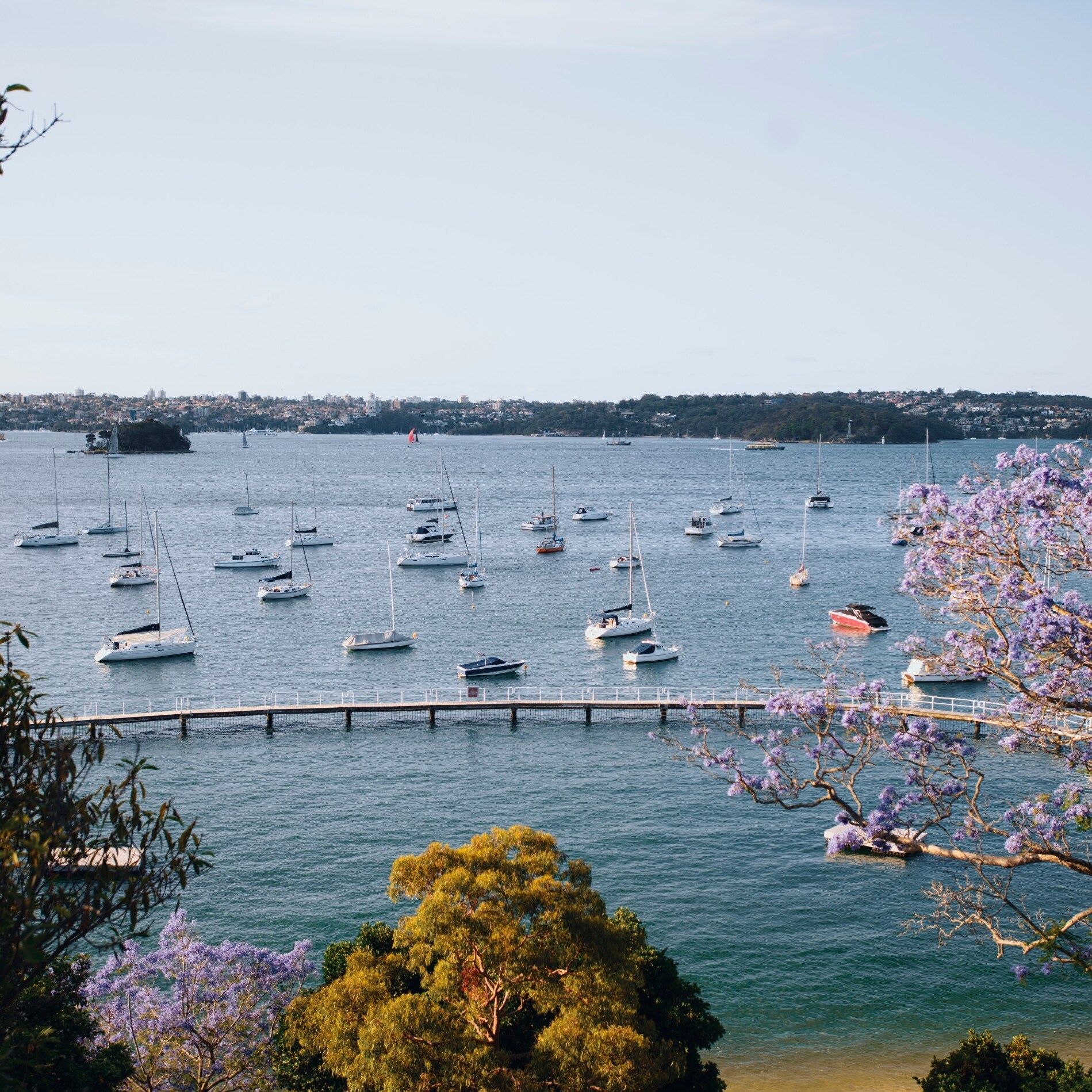 德寶灣墨累玫瑰泳池的海港景觀©新南威爾士州旅遊局