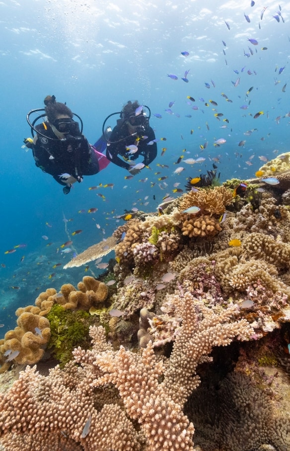 昆士蘭州大堡礁（Great Barrier Reef）約翰布魯爾礁（John Brewer Reef）©昆士蘭旅遊及活動推廣局