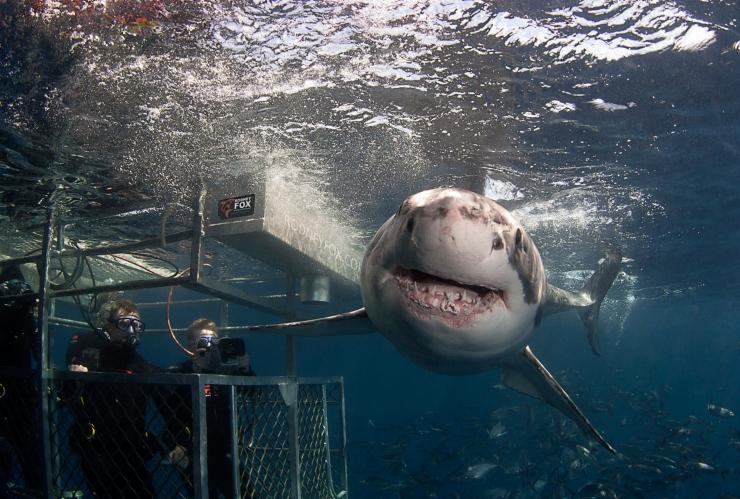 南澳州艾爾半島的Rodney Fox Shark Expeditions©Rodney Fox Shark Expeditions