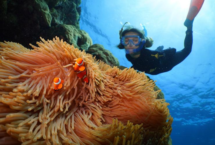 在大堡礁與小丑魚一起潛水的小孩©Silversonic Dive & Snorkel