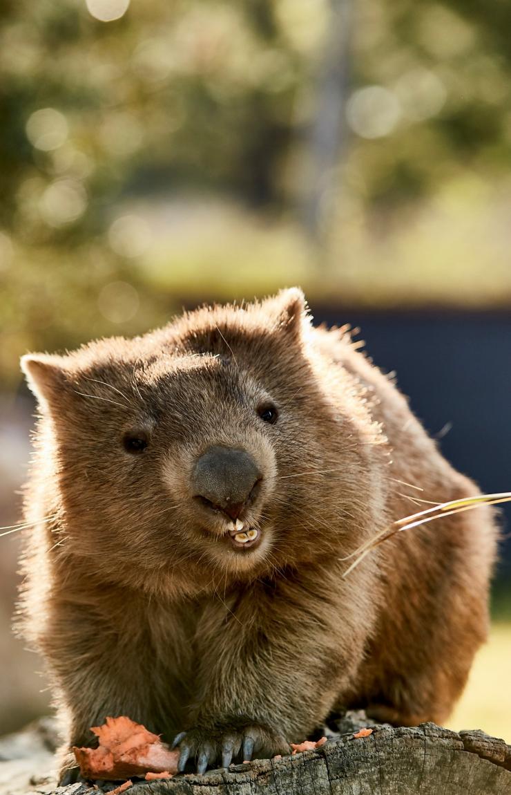 Wombat, Symbio Wildlife Park, Helensburgh, NSW © Destination NSW