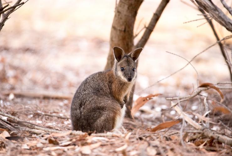南澳州袋鼠島稀世袋鼠島的尤金小袋鼠 ©稀世袋鼠島