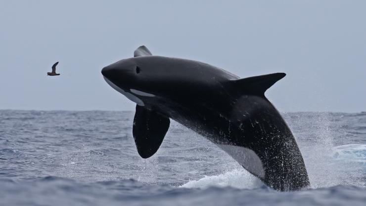 西澳州布雷默峽谷自然憲章的殺人鯨©自然憲章