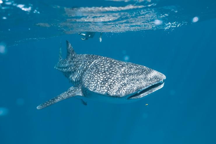 在西澳州埃克斯茅斯附近的水底與鯨鯊暢泳©澳洲旅遊局