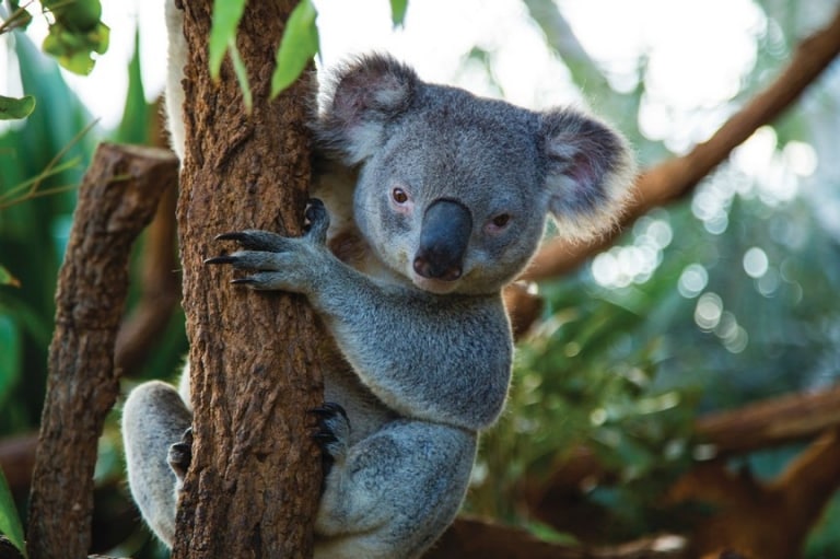 新南威爾士州悉尼悉尼野生動物園（WILD LIFE Sydney Zoo）的樹熊©澳洲旅遊局
