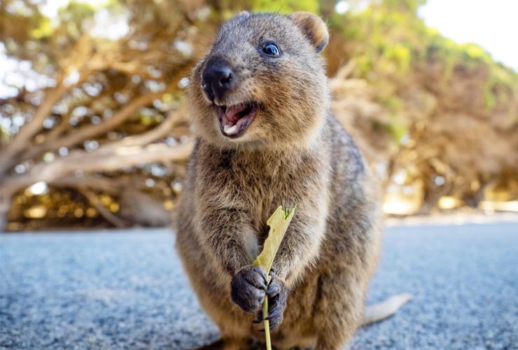 短尾矮袋鼠©澳洲旅遊局
