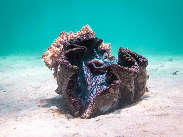 昆士蘭州珊瑚園的巨蚌©Jemma Craig，昆士蘭旅遊及活動推廣局