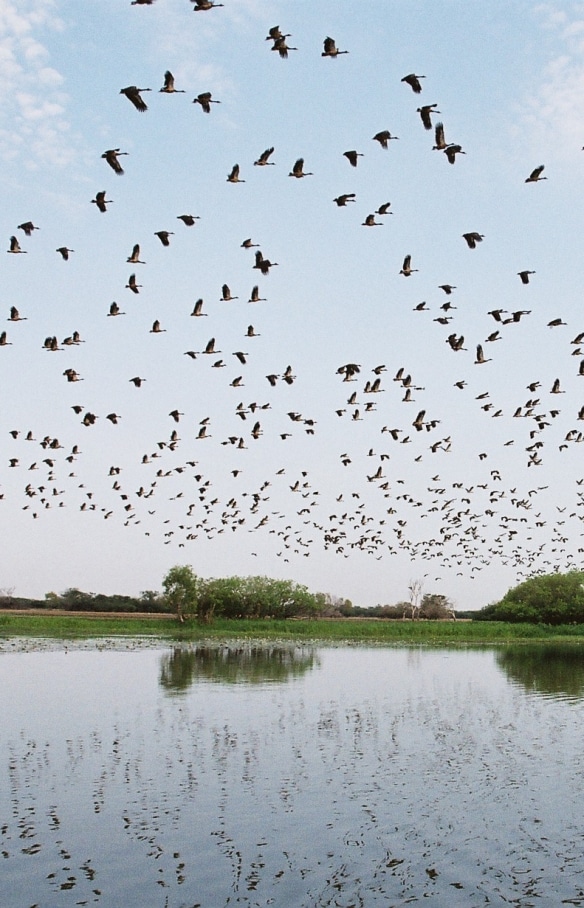 北領地卡卡杜國家公園黃水潭的雀鳥飛過濕地©Gary Topic