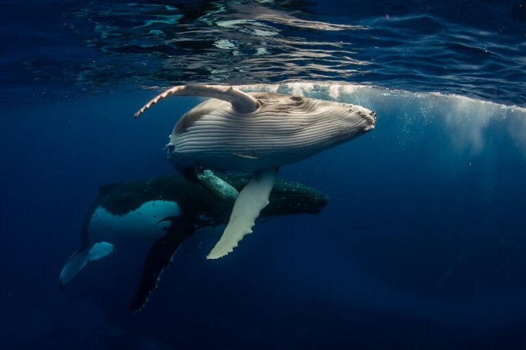 昆士蘭州海龍島附近浮潛者與海龜同泳©James Vodicka，澳洲旅遊局