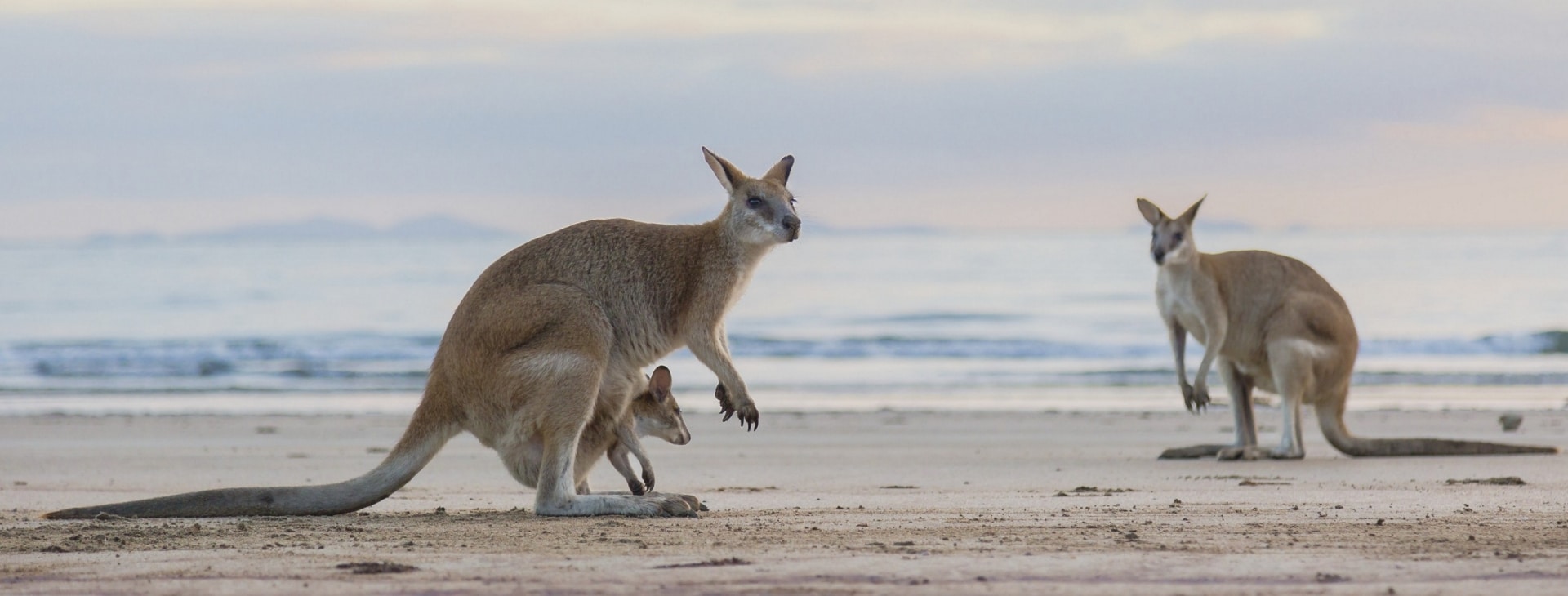 日落時分在希爾斯伯勒角國家公園海灘上的袋鼠©昆士蘭旅遊及活動推廣局