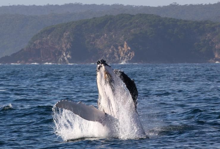 新南威爾士州悉尼的座頭鯨©Rachelle Mackintosh, faunographic.com