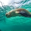 南澳艾爾半島貝爾德灣的與海獅暢泳©南澳旅遊局