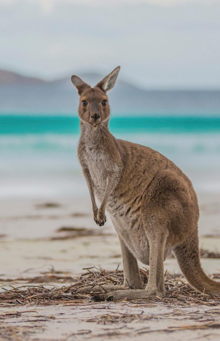 西澳州勒格蘭德角國家公園的幸運灣©Greg Snell，西澳州旅遊局