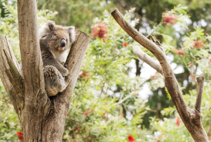 南澳州袋鼠島的袋鼠島野生動物公園（Kangaroo Island Wildlife Park）©Julie Fletcher