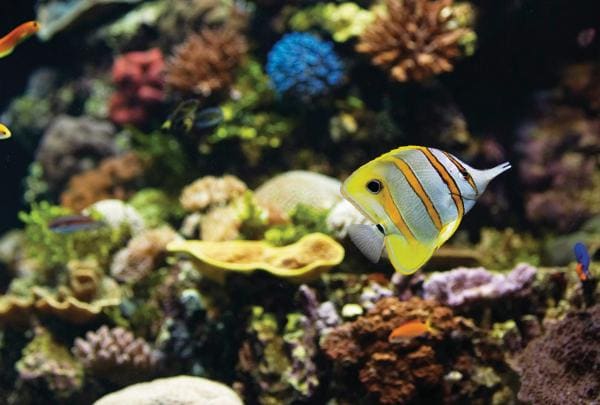 昆士蘭州湯斯維爾珊瑚礁©昆士蘭州旅遊及活動推廣局