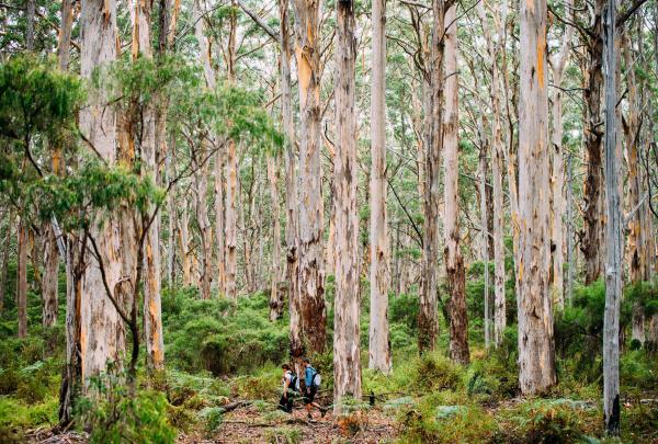西澳州瑪格麗特河地區博拉納普森林©Elements Margaret River